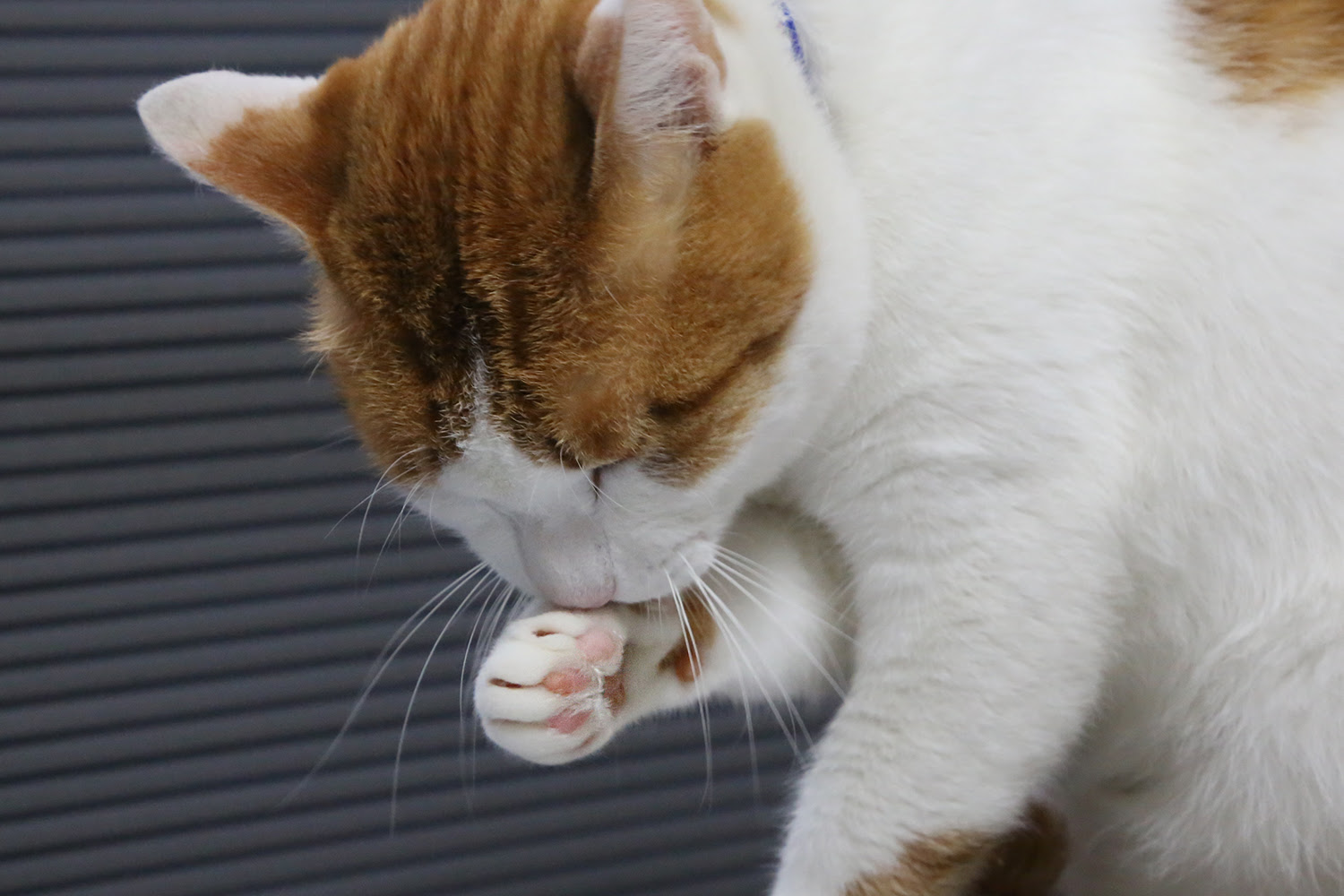ベスト猫 肉球 白い 最高の花の画像
