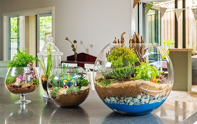 สวนหลอดแก้ว สวนขวดแก้ว (Terrariums) สวนขนาดจิ๋วเหมือนในนิยาย