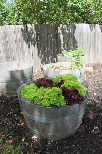 Lettuce tub