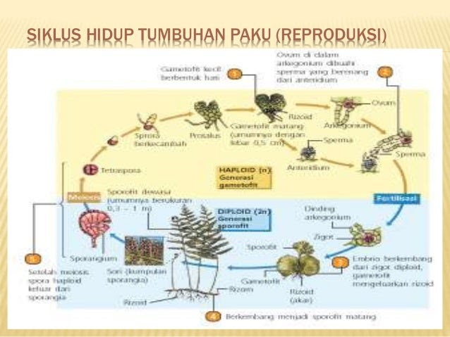 Noministnow Gambar Siklus Hidup Tumbuhan Lumut Dan