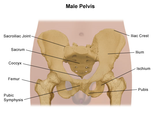 Diagram Of Male Groin Area - Pelvis Anatomy - Recon ...