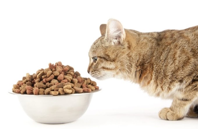¿Cómo debe ser la alimentación para gatos con hepatitis?