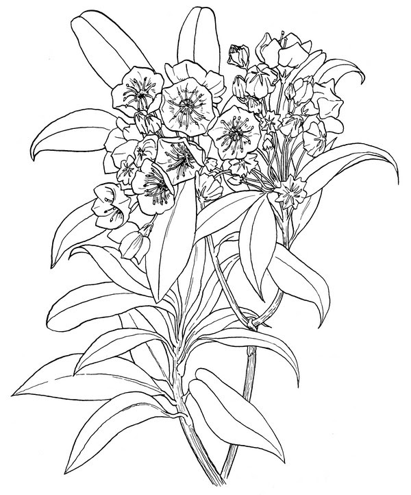 Download 129+ Flowers Laurel Coloring Pages PNG PDF File