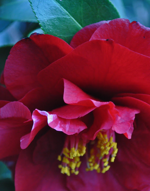 Camellia japonica 'Cherries Jubilee'
