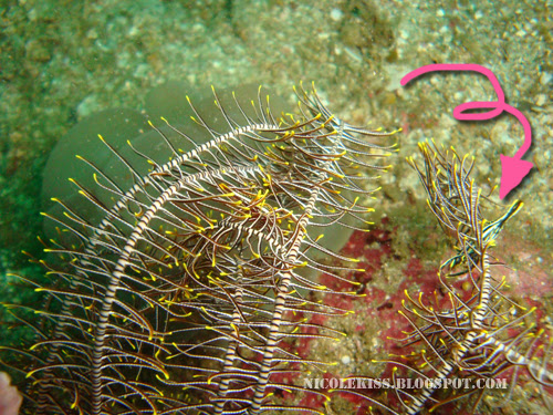 coral shrimp hiding arrow