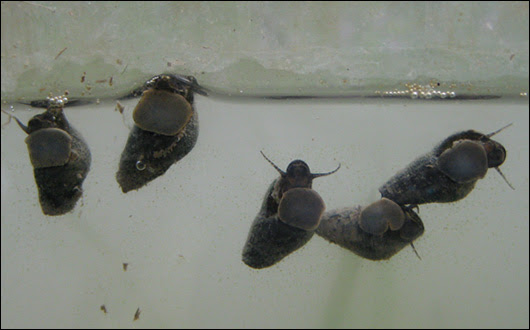 葛西臨海水族園 淡水生物館