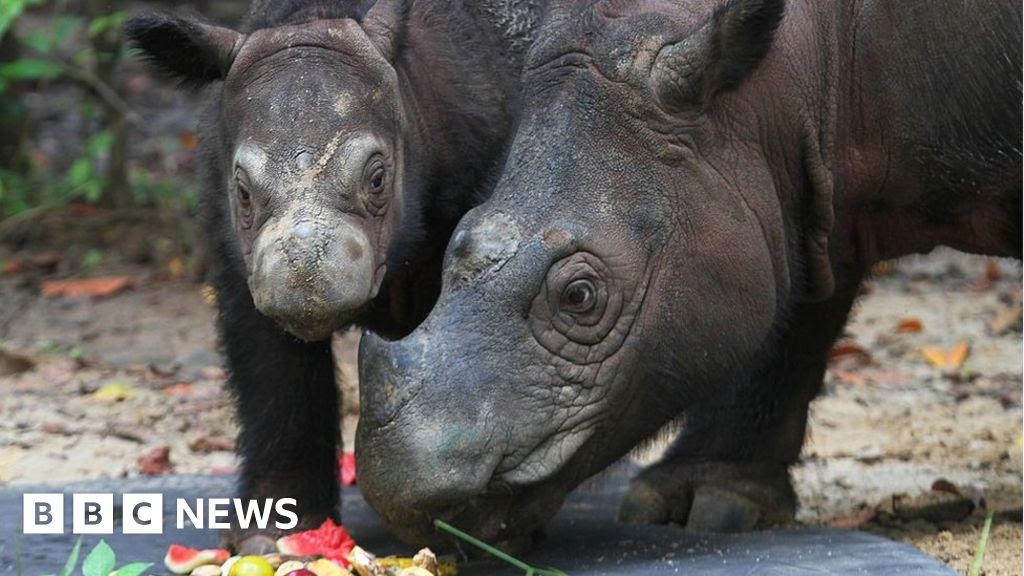 What We Call Genda Animal In English? - Sumatran Rhino Species Wwf