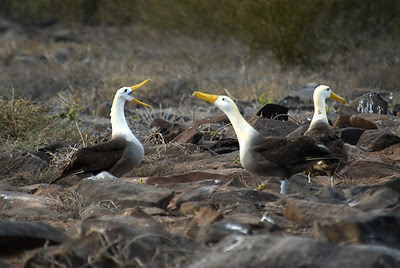 Waved Albatross mating dance