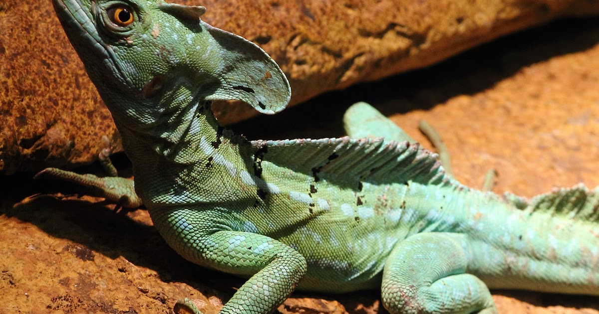 South Florida Invasive Lizards