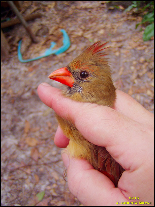 Northern Cardinal Northern Cardinal