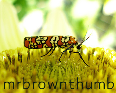 Atteva punctella-Ailanthus Webworm Moth in Chicago