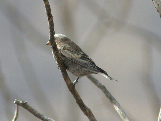 Gray-crowned Rosy-Finch band 20111112