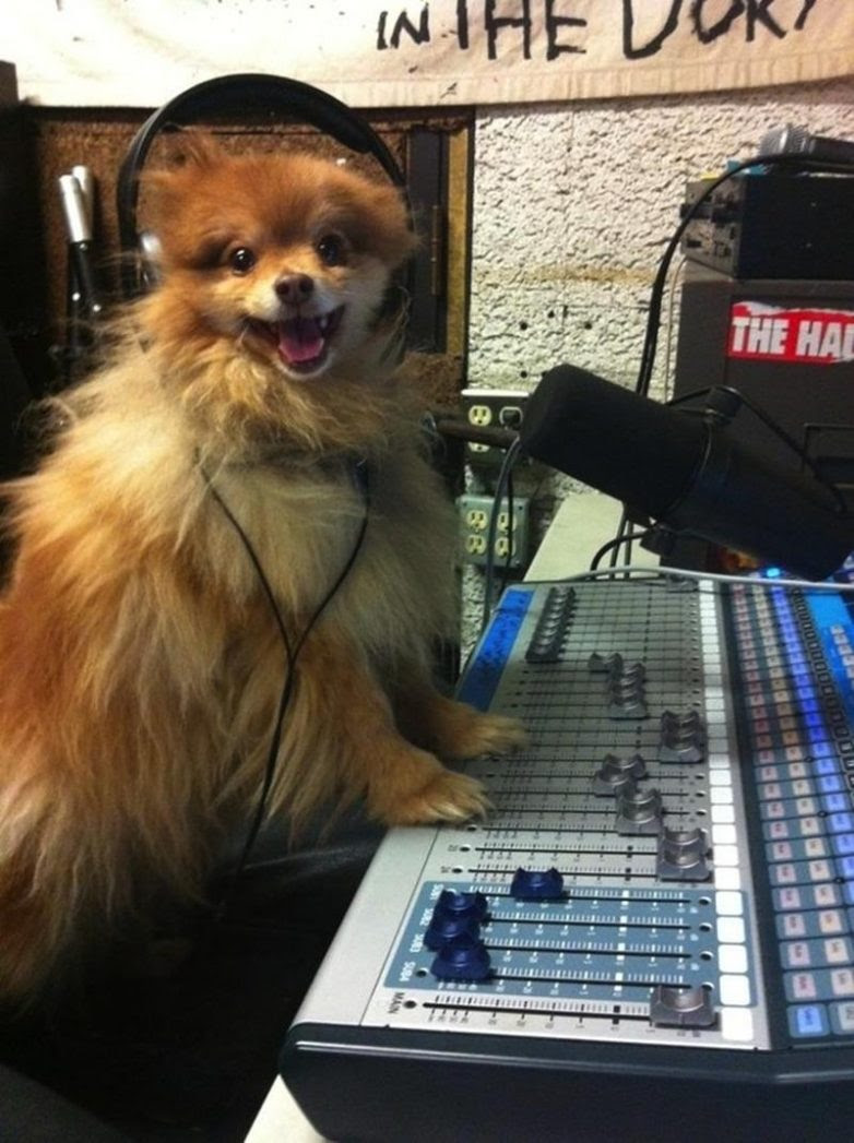 25 well, very surprised dogs