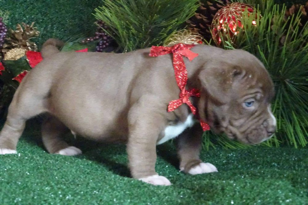 Xxl Pitbull Puppies For Sale In Ohio / XXL Pitbull Puppies For Adoption