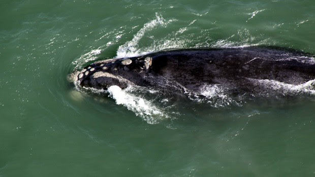 Projeto registra recorde de baleias avistadas no litoral de SC (Foto: Paulo Flores/ICMBio/PBF-Brasil)