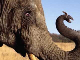 pd_elephant_mouse_071115_mn