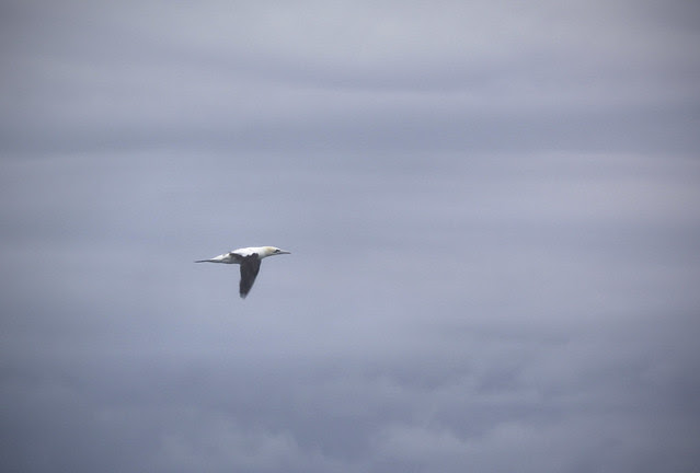 Gannet