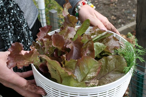Thanksgiving lettuce 049