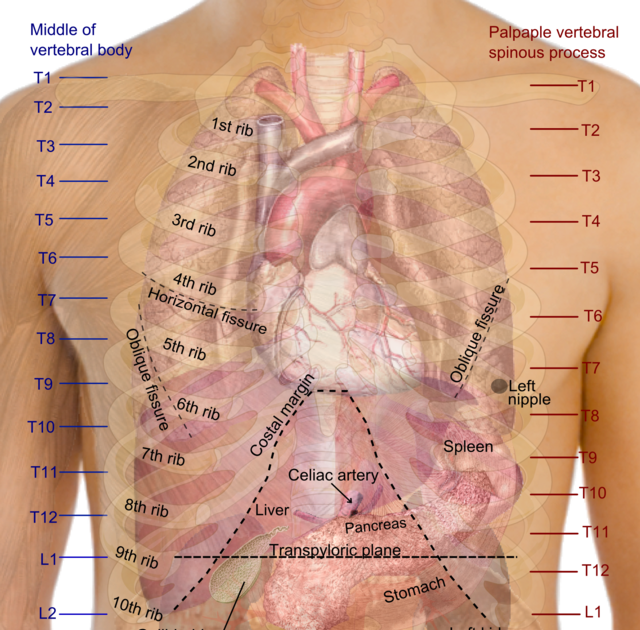 Human Anatomy Diagram Organs Back View Back View Of Human Organs