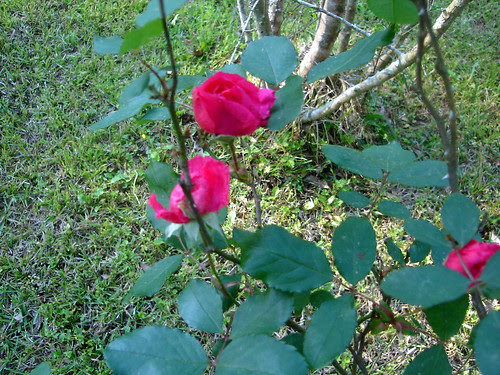 Rose Buds