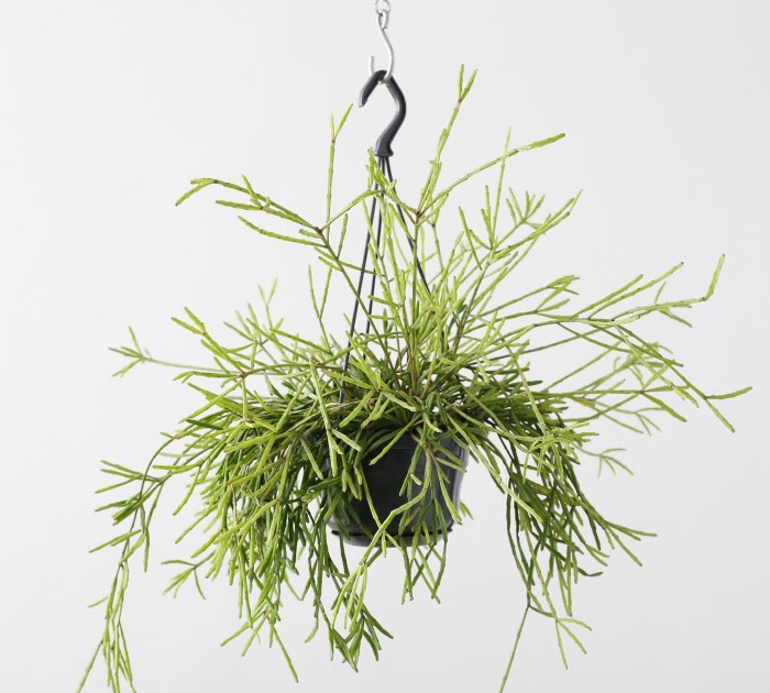 Ayanas リプサリス エワルディアナ Rhipsalis Ewaldiana