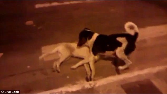 Caring: The video, which was posted on LiveLeak yesterday, has already been viewed over 15,000 times