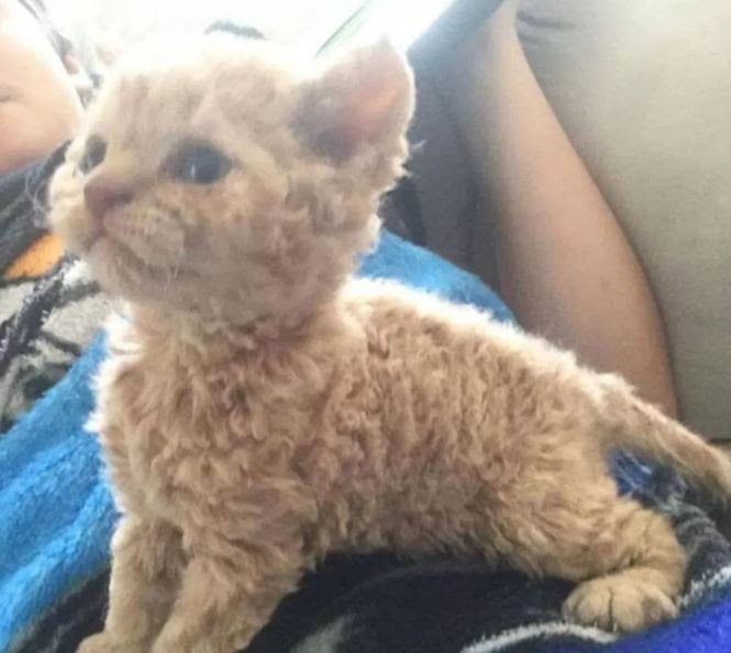 30 curly haired cat amazing inspiration