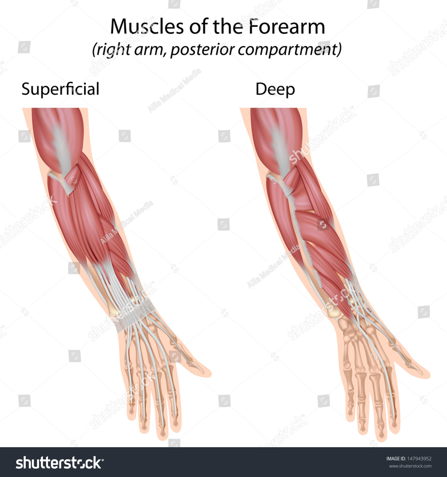 Arm Muscles Diagram Unlabeled