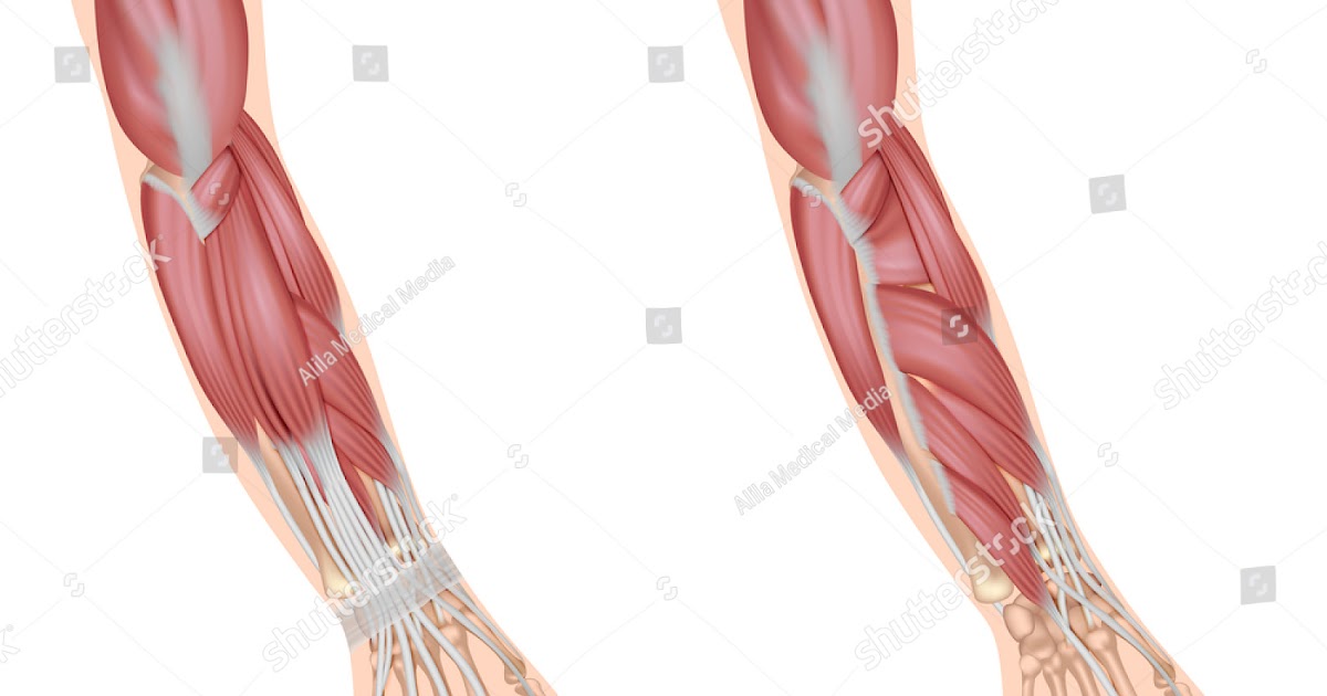 Arm Muscles Diagram Unlabeled