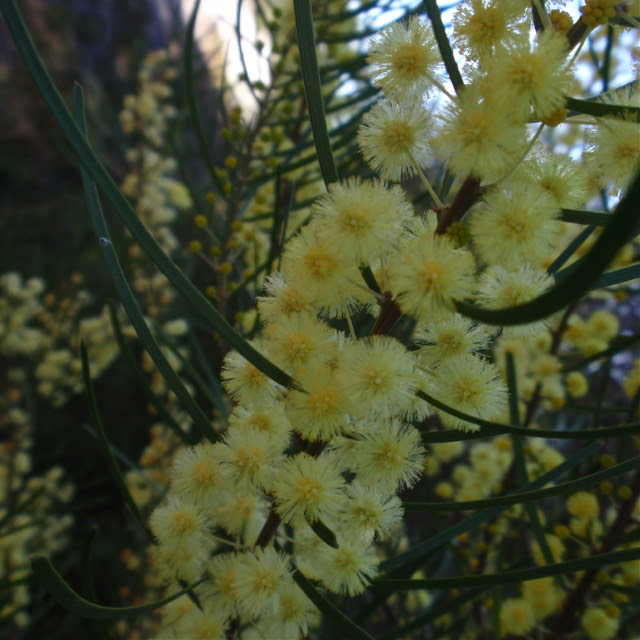 Lennox Head heath - wattle