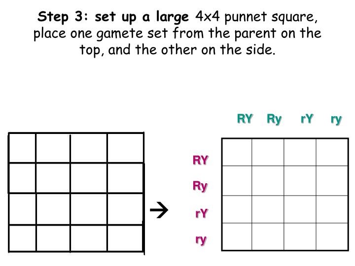 dihybrid-punnett-square-dihybrid-cross-practice-problems-schoolworkhelper-punnet-squares