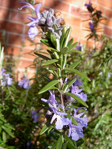 Rosemary