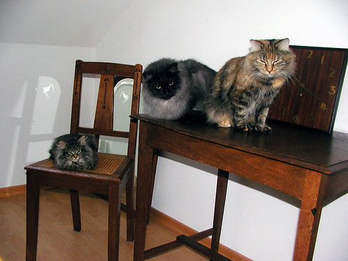 Tommie, Yasur en Mugje