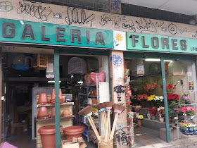 Galeria flores