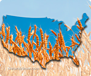 wheat