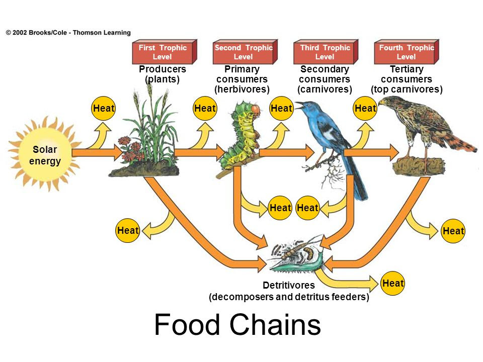 what are producers and consumers in a food chain