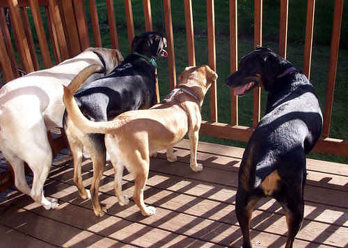 4Dogs_6809