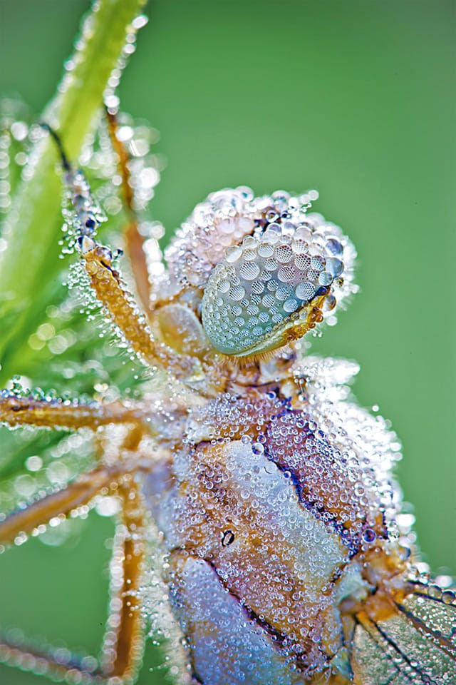 Macro Photographs of Dew Covered Dragonflies and Other Insects by David Chambon Macro Photographs of Dew Covered Dragonflies and Other Insects by David Chambon macro insects