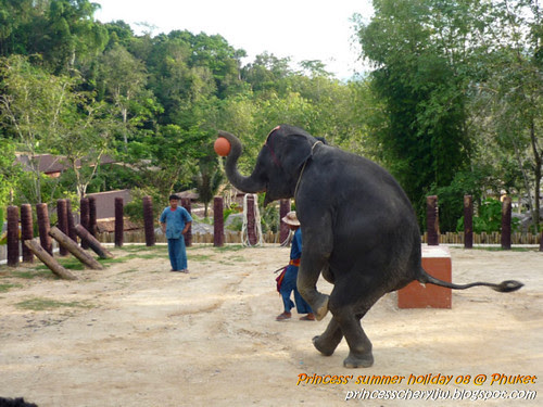 Elephant trekking & Safari 31