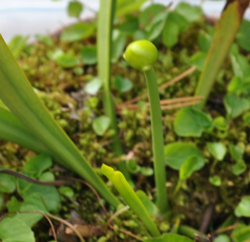 Sarracenia purpurea x jonesii - anthocyanin-free