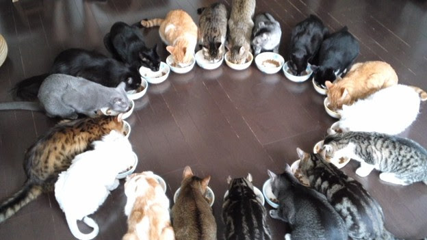 美しい 猫 体重 痩せすぎ 画像ブログ