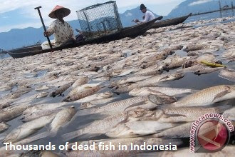 Dead Fish Indonesia