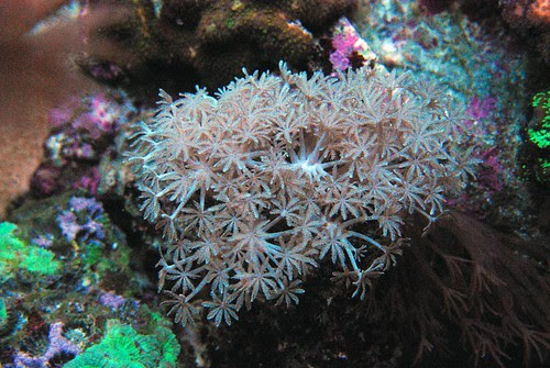 Xenia sp.