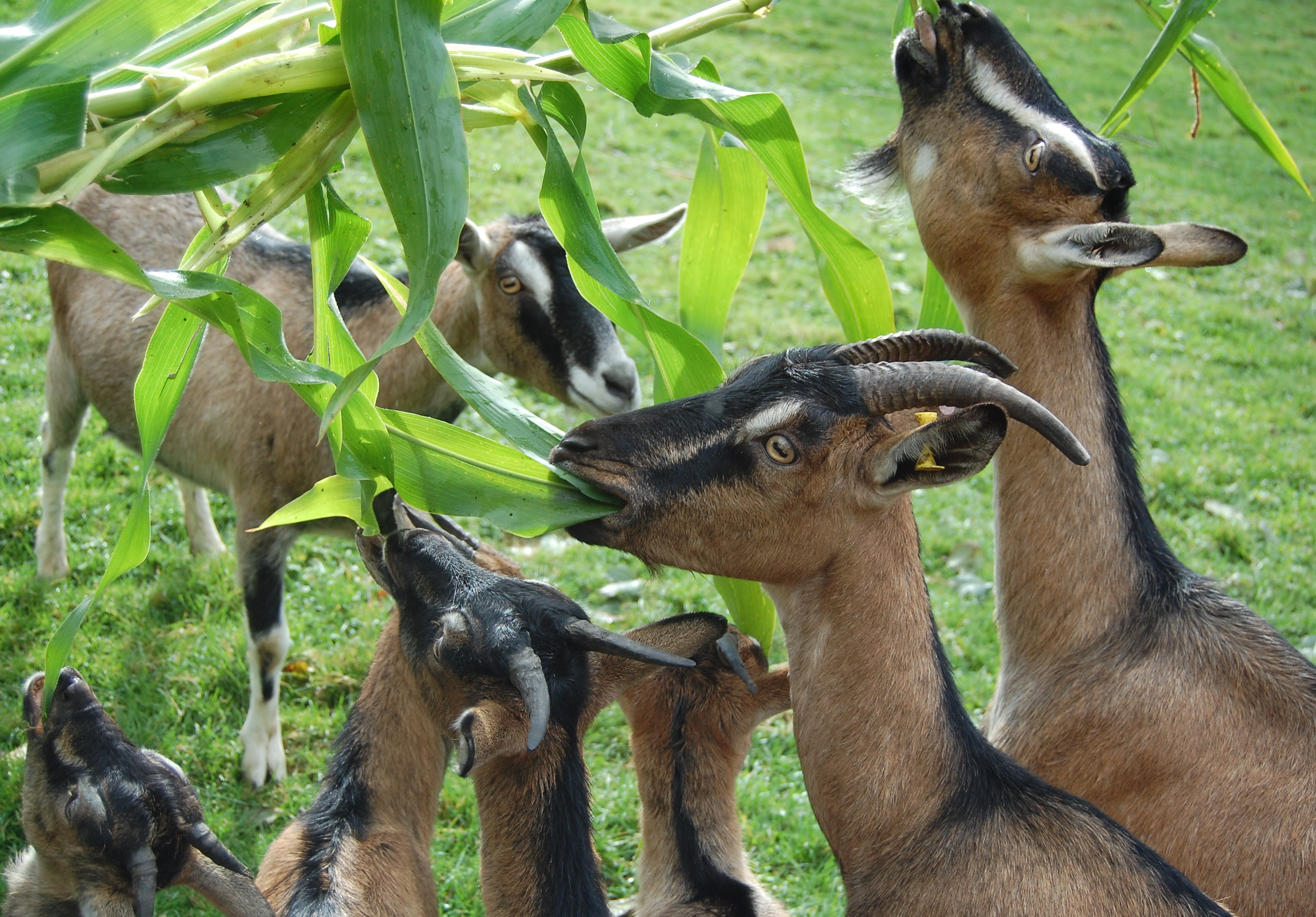 Pictures Of Animals Eating Plants Pictures of Nnature