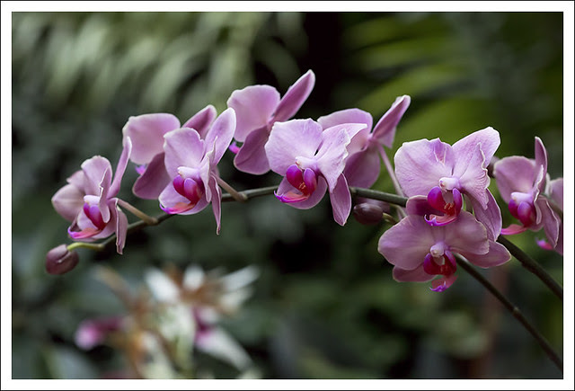 2014 Orchid Show 10