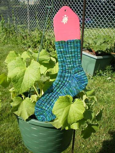Cucumber socks