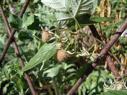 Raspberry