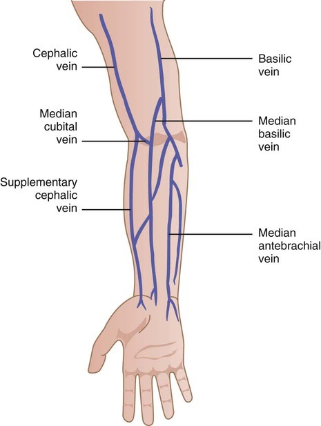 Diagram Of Veins In Arm For Phlebotomy - General Wiring Diagram