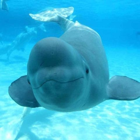 かわいい動物画像 無料印刷可能イルカ 画像 可愛い