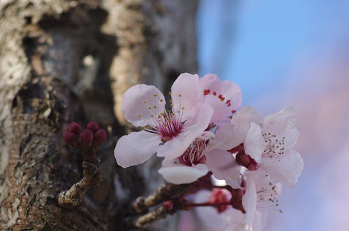 pentax k-x white and vivitar 100mm f/2.8 1:1 macro kiron flower shot